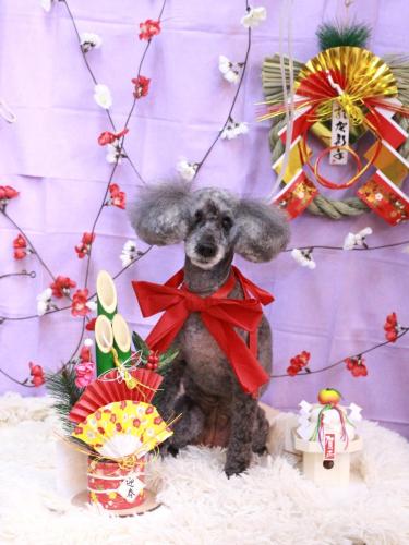 20230114さくらちゃん